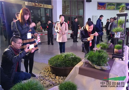 福建“土樓雅蒲情·南靖縣首屆菖蒲展”成功舉辦
